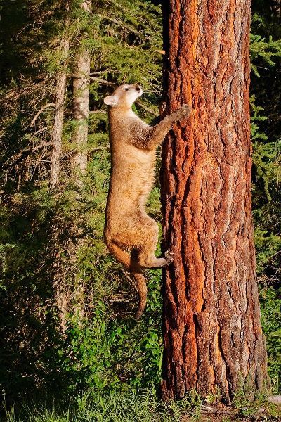 Montana Juvenile mountain lion climbing tree